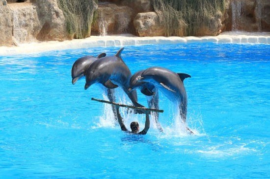 tenerife loro park delfin show